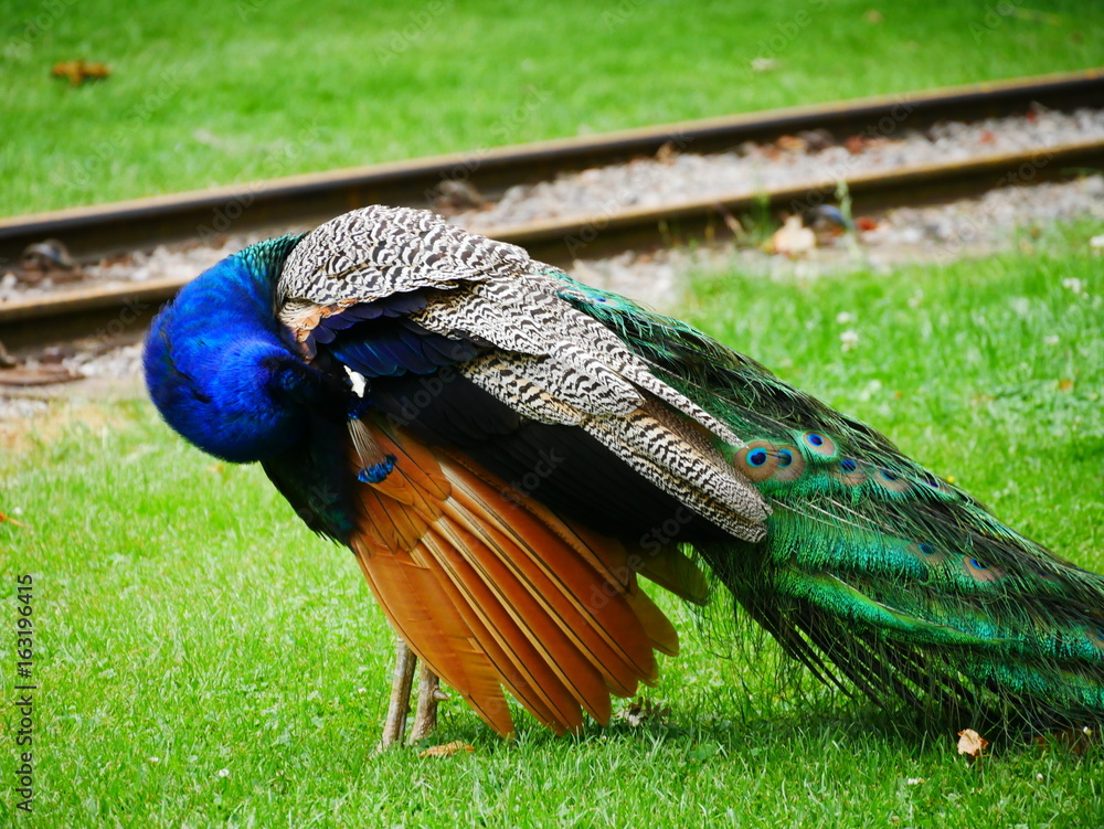 Obraz premium Peacock cleaning its feathers