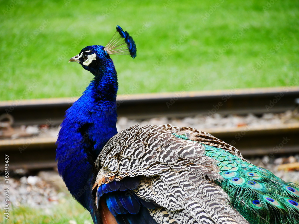 Fototapeta premium Peacock from behind