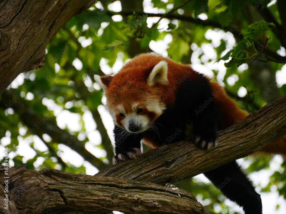 Fototapeta premium Red panda looking down attempting to jump