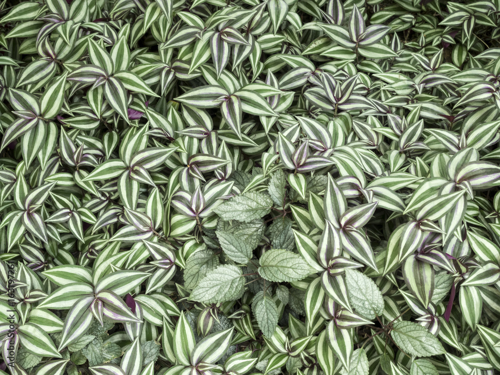 Green plant background of striped hosta Green plant background of striped hosta