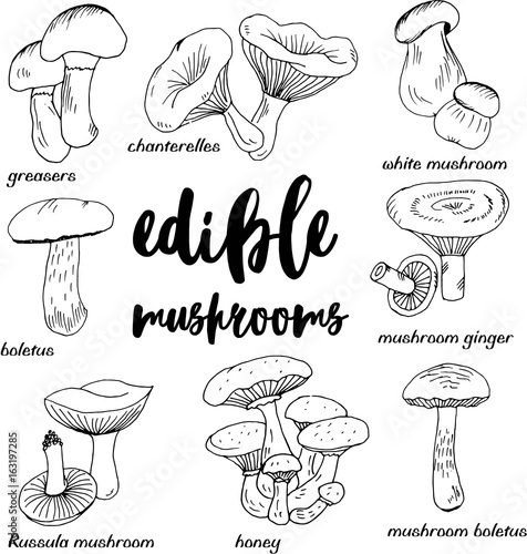 Doodle edible mushrooms