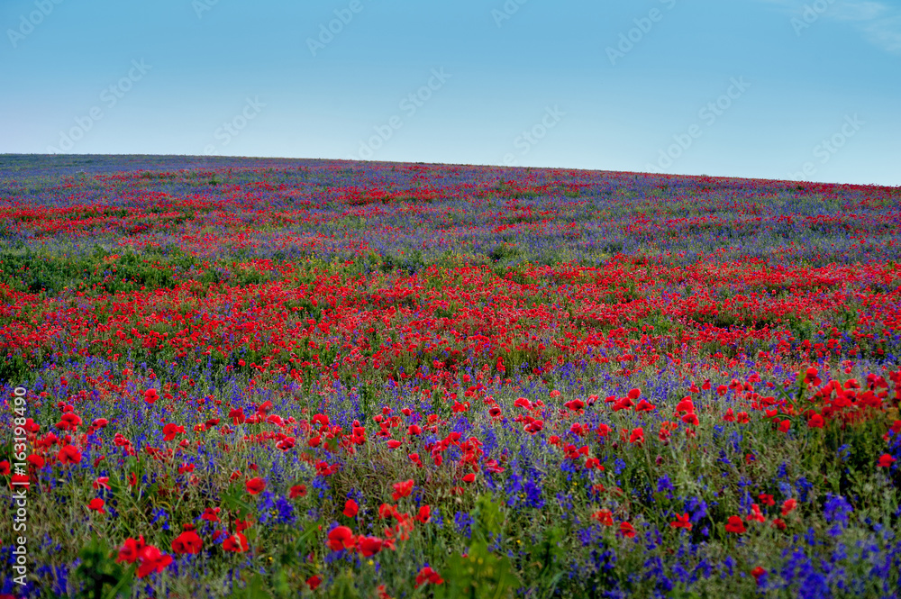 big colorful field poppies and bells flowers