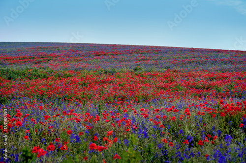 big colorful field poppies and bells flowers