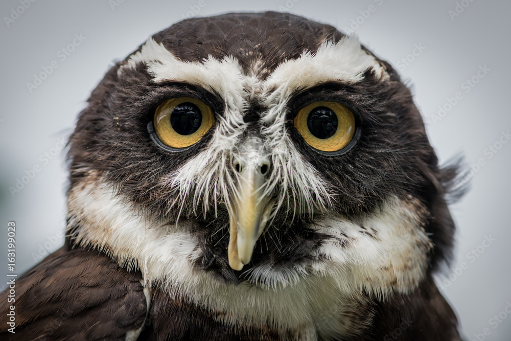 Naklejka premium Owl