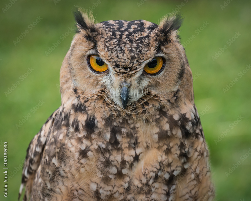 Great Horned Owl Great Horned Owl