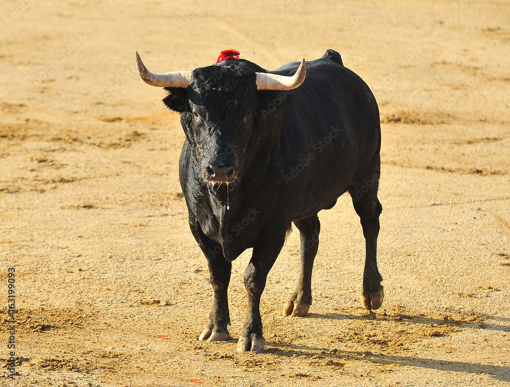 bull bull