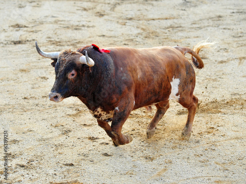 bull