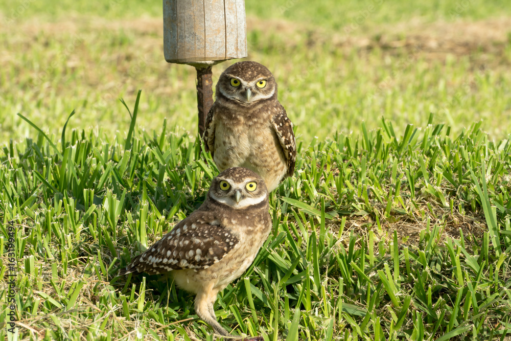 Obraz premium Dos búhos me miran.