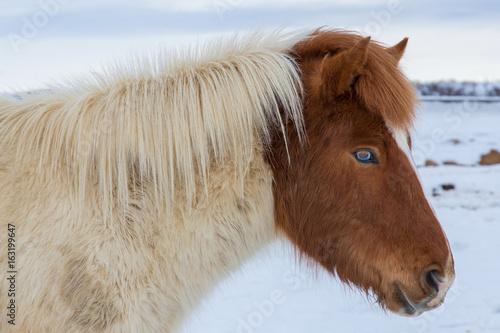 Blue eyed Icelandic horse