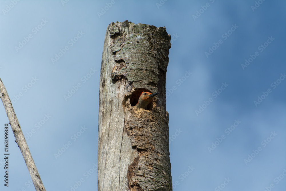 El pájaro carpintero vive en el tronco seco. El pájaro carpintero vive en el tronco seco.