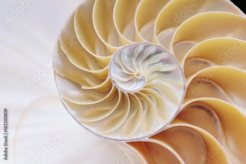 nautilus shell section spiral symmetry Fibonacci half cross golden ratio structure growth close up back lit mother of pearl close up ( pompilius nautilus ) stock, photo, photograph, picture, image