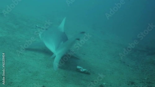 The bull shark ( Carcharhinus leucas) floating near the bottom of caribbean sea