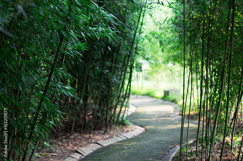 Bamboo forest road background - shallow depth