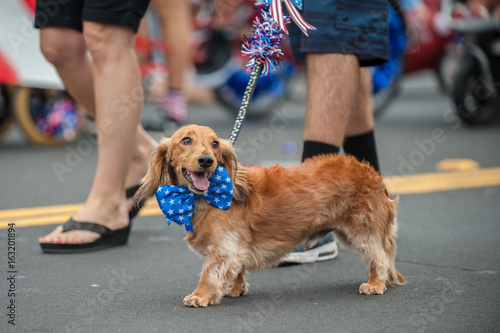 Fototapeta Patriotic Dachshund dog walking on street parade with stars and stripes bow tie around neck