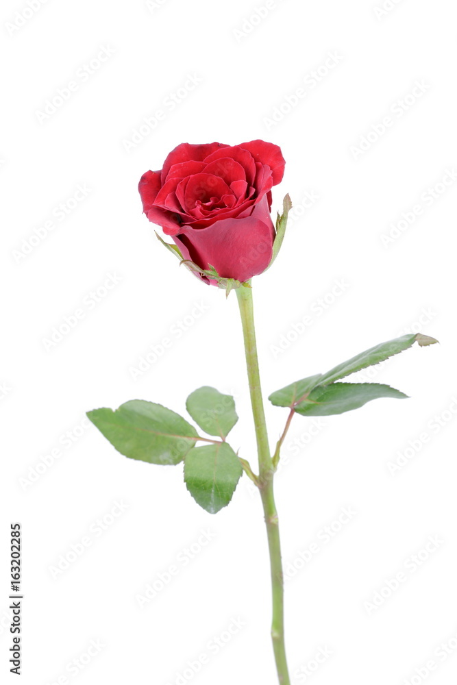 Red rose on a white background Red rose on a white background