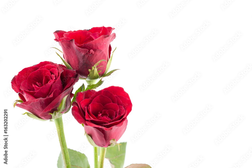 Red rose on a white background Red rose on a white background