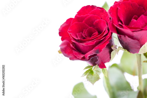 Red rose on a white background