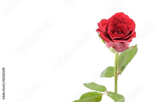 Red rose on a white background