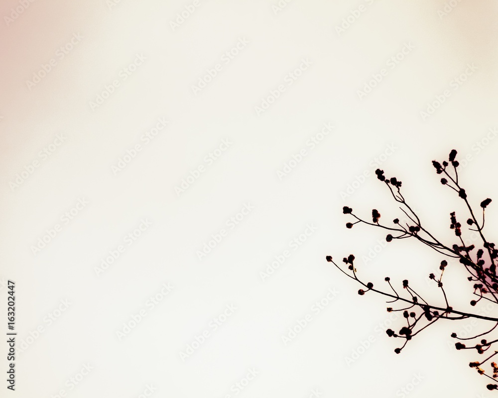 Budding spring branches evoking a sense of tranquil peace as they reach for the sun Budding spring branches evoking a sense of tranquil peace as they reach for the sun