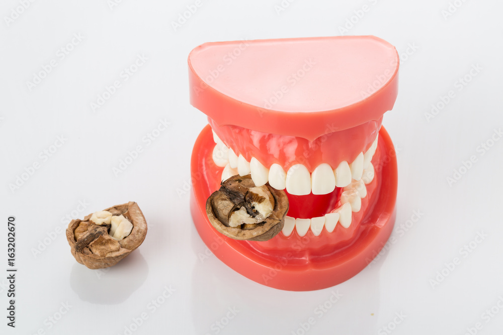 Dental model of the jaw Dental model of the jaw