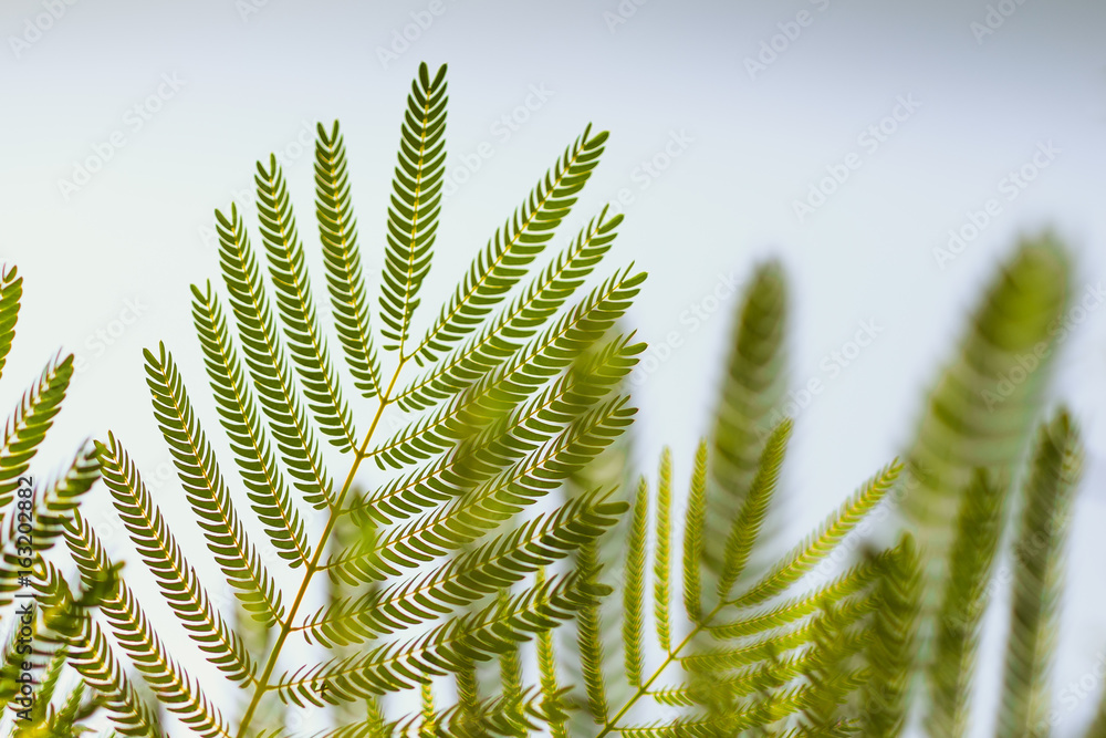 Background or Textures of Green Fern Leaves with sun light and blue sky.Travel and ecological life and food. Concept of growth and purity. Background or Textures of Green Fern Leaves with sun light and blue sky.Travel and ecological life and food. Concept of growth and purity.