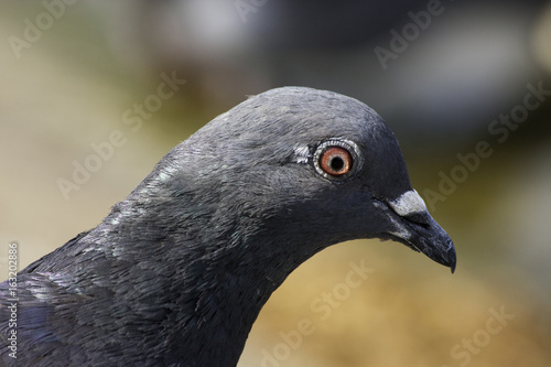 Pigeon Portrait