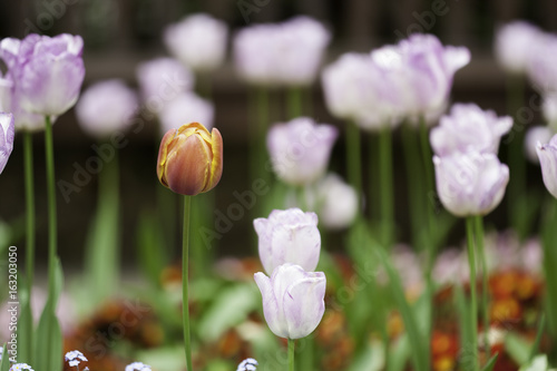 Tulip flowers in the garden photo