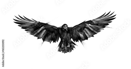 drawn flying bird raven on white background