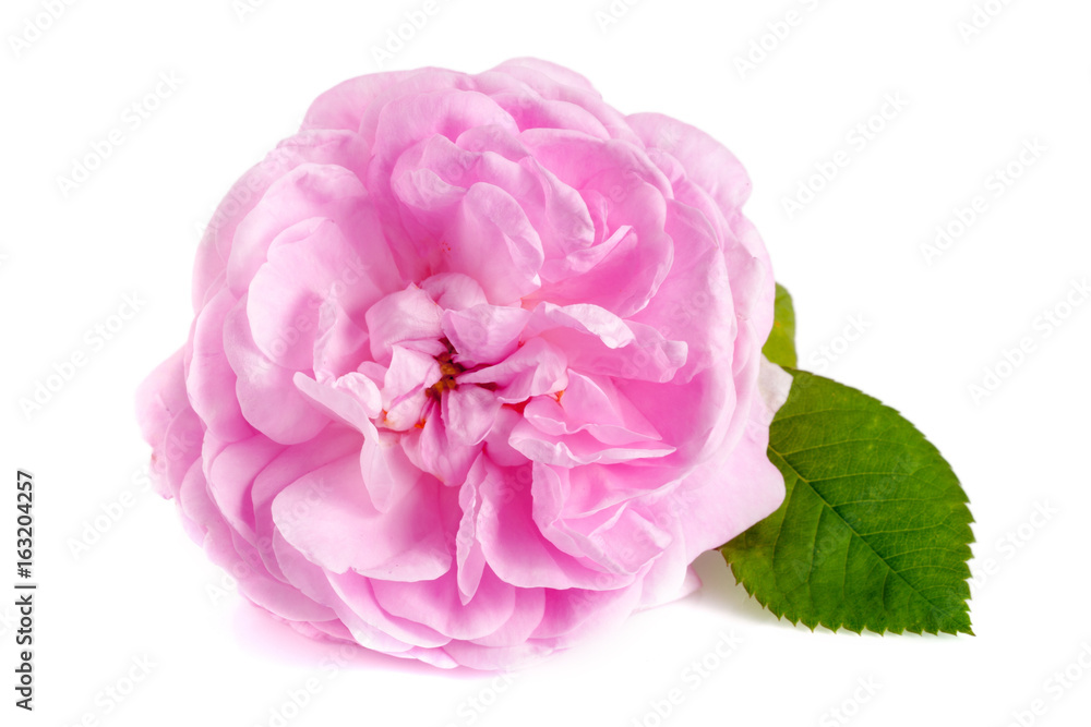 wild rose blooming flower isolated on a white background wild rose blooming flower isolated on a white background