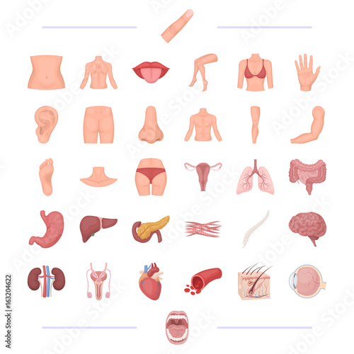 body, physiology, medicine and other web icon in cartoon style.tonsils, human, happiness, icons in set collection.