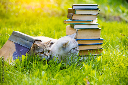 Fototapeta Naklejka Na Ścianę i Meble -  Two cute clever cats lying on the grass near the pile of books. Cats covered with big grunge book
