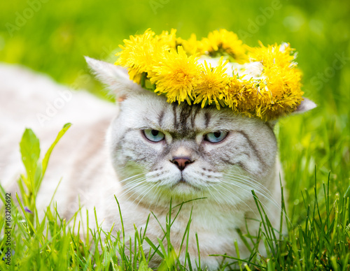Portrait of a cat, sitting in the grass, crowned with dandelion chaplet