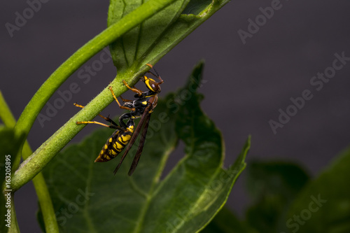 Big wasp on a leaf