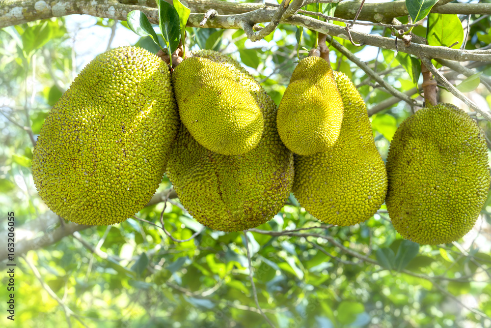 Fruit on the tree with ripe yellow fruit, this is nutritious food and is grown in many places in the tropics Fruit on the tree with ripe yellow fruit, this is nutritious food and is grown in many places in the tropics
