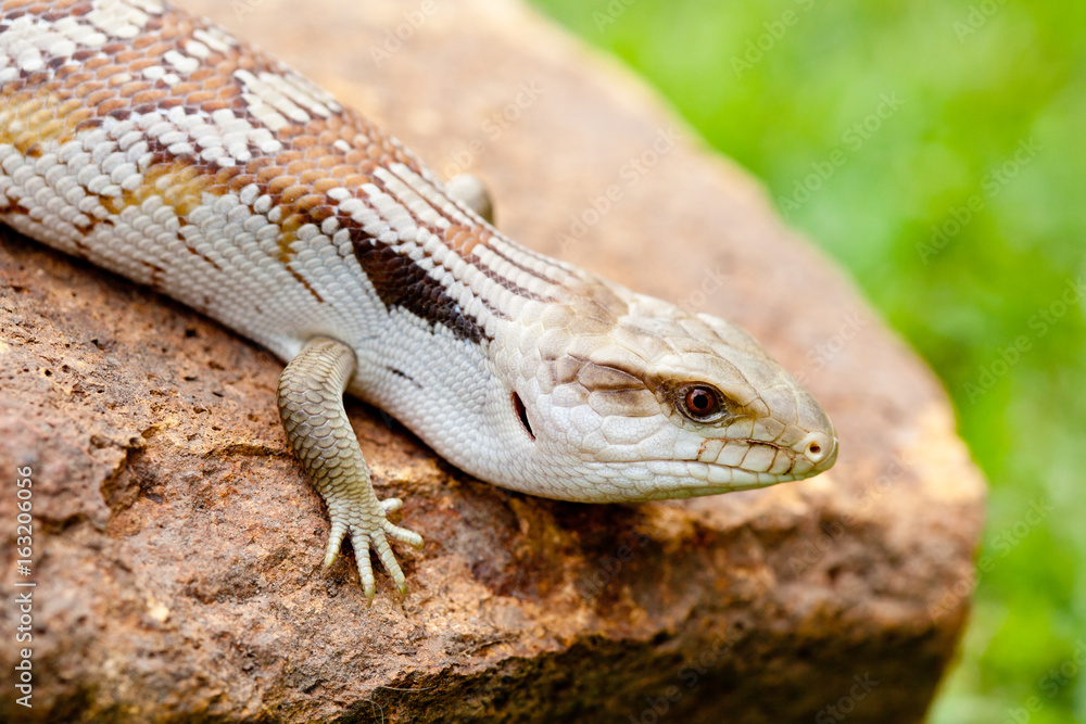 Fototapeta premium Blue Tongue Lizard on rock outdoors