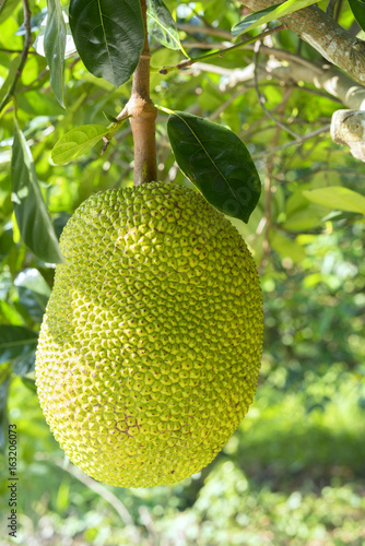 Fruit on the tree with ripe yellow fruit  this is nutritious food and is grown in many places in the tropics