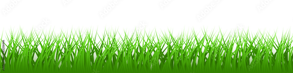 Fototapeta premium green realistic vector grass isolated on white background