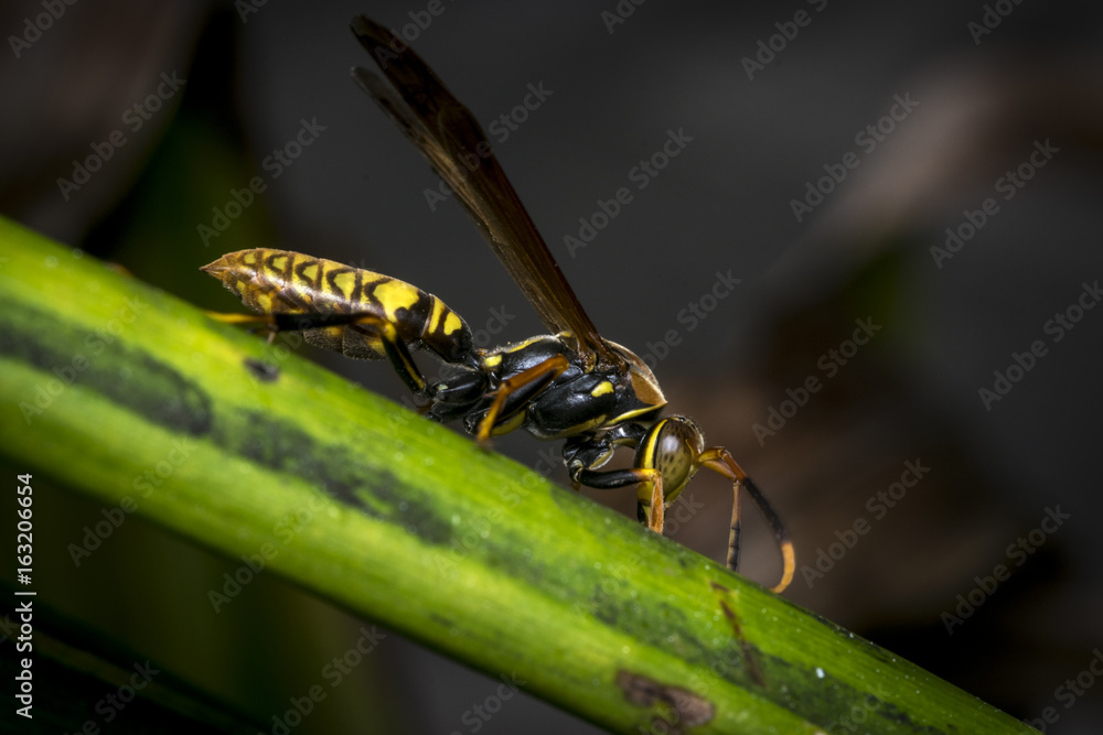 Fototapeta premium Yellow and black striped wasp resting on a leaf