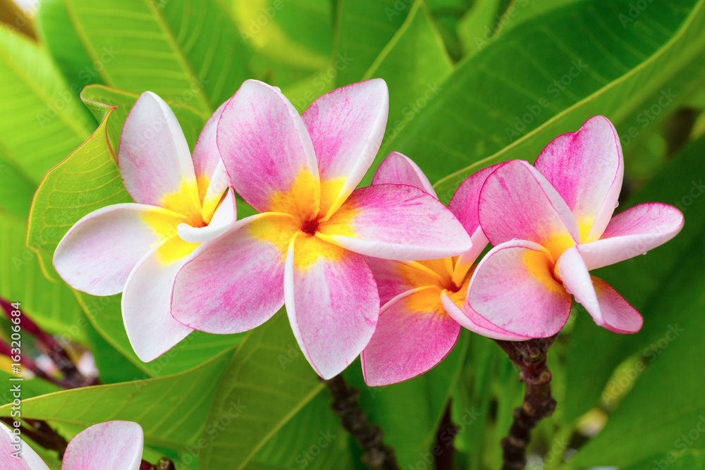 Pink plumeria flower on green leaf background Pink plumeria flower on green leaf background