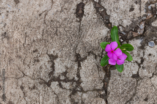 Plant with pink flower growing through crack in pavement	