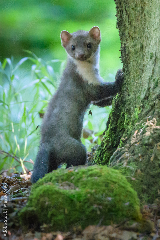 Obraz premium Stone marten, Martes foina, with clear green background. Beech marten, detail portrait of forest animal. Small predator sitting on the beautiful green moss stone in the forest. Wildlife scene, France