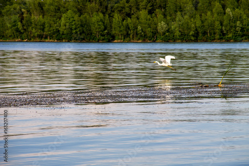 Little egret or white heron  Egretta garzetta  in flight over the river Dnieper