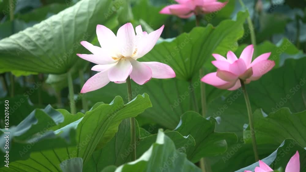 pink lotus and leaves in the win pink lotus and leaves in the win