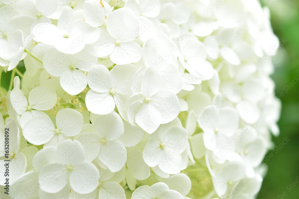 白い紫陽花アナベル 白い紫陽花アナベル