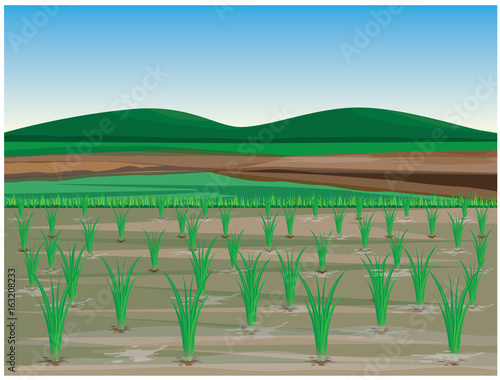 paddy field vector design