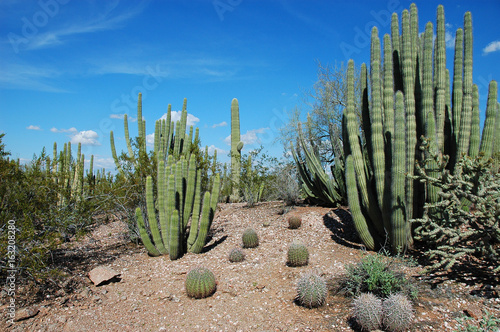 cactus in wild area in Arizona in spring