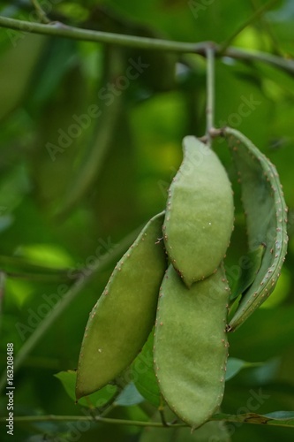 Bauhinia purpurea use roots as a propellant. The shell is as anti-diarrhea, epithelial secretion, 50% ethanol extract of botanical increase Thyroxine hormone in rats that inhibited cancer cells. photo