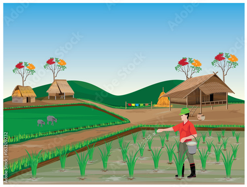 farmer manure rice plant vector design