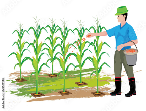 agriculturist manure corn plant vector design