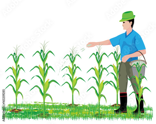 agriculturist manure corn plant vector design